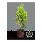 YILDIZ BOTANİK Smaragd Mazı Fidanı Çit Bitkisi Thuja Occidentalis Çam Ağacı 15-20 CM