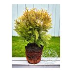 YILDIZ BOTANİK Sunkist Top Mazı Bitkisi Thuja Occidentalis Sunkist Fidanı 20-30 CM