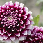 Yıldız Çiçeği Tohumu 30 Adet Aster Doubl.
