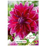 Yıldız (dahlia) Çiçek Tohumu 30 Adet