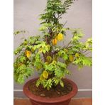 Yıldız meyvesi (Starfruit) carambola tohumu