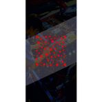 Yıldız Sticker 25X25CM Kelbek Cam Desen Kaplama Araba-Oto-Motor-Kask Hologram Seçenekli Etiket - Kırmızı - 25x25 Cm