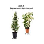 Yoğun Kokulu Arap Yasemini Fidanı+ Beyaz Begonvil Fidanı 2'li Peyzaj Seti
