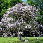 Yoğun Kokulu Beyaz Çiçekli Paulownia Fortunei Tohumu (5000 Tohum)