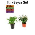 Yoğun Kokulu Itır Çiçeği+ Beyaz Gül Fidanı (15-25 Cm) Saksılı Dış Mekan Bitkileri, BTSNU2102202431
