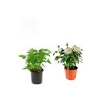 Yoğun Kokulu Itır Çiçeği+ Beyaz Gül Fidanı (15-25 Cm) Saksılı Dış Mekan Bitkileri, BTSNU2102202431