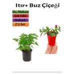 Yoğun Kokulu Itır (Gül Damlası)+ Buz Çiçeği (5-15 Cm) Saksılı Dış Mekan Bitkileri, BTSNU2102202416