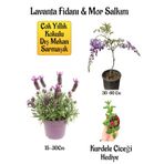 Yoğun Kokulu Lavanta+Kokulu Mor Salkım Ağacı Fidanı Buz Çiçeği Hediyeli Bahçe Seti