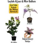 Yoğun Kokulu Leylak Ağacı Fidanı+Mor Salkım Ağacı Fidanı Telgraf Çiçeği Hediyeli Peyzaj Seti