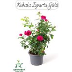 Yoğun Kokulu Pembe Isparta Gülü Fidanı 1 Adet Saksılı 30-50 cm (Pink Rose)