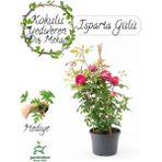 Yoğun Kokulu Pembe Isparta Gülü Fidanı 1 Adet Saksılı 30-50 cm+Itır Çiçeği