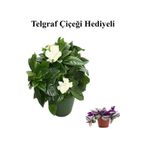 Yoğun Mis Kokulu Gardenya Çiçeği Sevgililer Gününe Özel Telgraf Hediyeli, BTS001NU020221