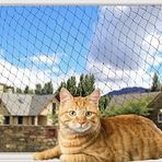 YOKMO Kedi Balkon Rayı Ağı Kedi Düşmeye Karşı Ağ Evcil Hayvan Balkon Örgü Çit Ağ Köpek Çit Ağları Siyah Naylon Evcil Hayvanlar Düşmeye Karşı Örgü Çit, 3,0 x 4,0 m