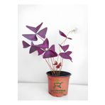 Yonca Çiçeği Mor Yapraklı Uyku ÇİÇEĞİ 20-30Cm (Oxalis triangularis)