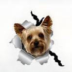 Yorkshire Terrier Araba Çıkartması 18 cm (7,1 inç) Yorkshire Terrier Car Sticker Komik Yorkshire Terrier 3D Yırtık Yansıtıcı Araba Çıkartması Tampon Komik Dekor