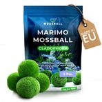 Yosun Akvaryum Yosunu Gerçek - Akvaryum için Yosun Topları Gerçek Cladophora Nano ve Büyük Akvaryumlar için Doğal Su Bitkileri - Çevre Dostu ve Sürdürülebilir Marimo Yosun Topları Boyut 2-3 cm