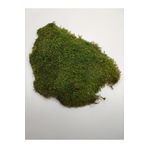 Yosun Doğal Kara U 25x25cm - Terraryum, Minyatür Bahçe Ve Aranjmanlar Kara U