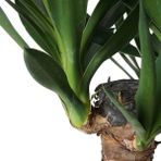 Yucca 2 Gövde - Yuka Hançer 'avize' Çiçeği Yukka - Ev Ofis Salon Iç Mekan Bitkisi - 100 cm