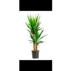 YUCCA 2li Dracena Yucca