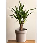 Yucca Bitkisi Tek Gövdeli Avize Çiçeği Canlı Salon Bitkisi, 50-60 cm