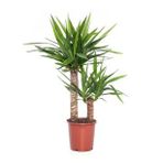 Yucca Çiçeği 2 Gövdeli 90-100 Cm Yuka Bitkisi Salon Bitkisi İç Mekan Bitkisi