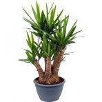 Yucca Tohumu Ekim Seti 3 Tohum Avize Çiçeği + Saksı + Toprak