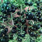 Yüksek Antioksidan Değerine Sahip Soğuklara Dayanıklı Nadir Siyah Goji Berry Fidanı Seneye Meyve Verir Durumunda