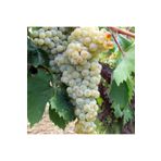 Zambak 2 Yaş Üzüm ve Sarma İçin Taze Yapraklarıyla Mükemmel fidanı- Kınalı Yapıncak (Vitis Vinifera)