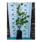 Zambak Botanik 10 adet Kara Kavak ağaç fidanı 60-80 CM+