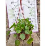 Zambak Botanik Askılı Pilea Peperomioides (Çin Para Ağacı) - Modern ve Şık İç Mekan Bitkisi