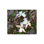 Zambak Botanik Jasminum polyanthum - Hoş Kokulu ve Gösterişli Çiçekli Pembe yasemin Bitki (Şam yasemini DEĞİL)