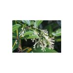 Zambak Gece Melisası (NİGHT BLOOMİNG JASMİNE, CESTRUM NOCTURNUM) - Gece Açan Ve Yoğun Kokulu Çiçekli Bitki