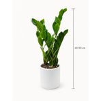 ZAMİA BİTKİSİ - ZEZE ÇİÇEĞİ BEYAZ SERAMİK SAKSIDA (40-50 CM)