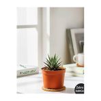 Zebra Kaktüsü- Haworthia Fasciata 1 Adet 5.5 Cm- Canlı