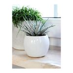 Zebra Sukulent Haworthia Fasciata Alba Beyaz Benekli Özel Tür Sukulent 8.5 Cm Kırmızı Saksıda