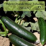Zencefil Organik 100 Adet Selen Hibrit Oturak Salatalık Tohumu