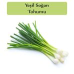 Zencefil Organik 10x2000 Adet Taze Soğan Tohumu