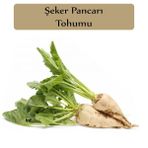 Zencefil Organik 10x500 Adet Pancar Tohumu