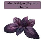 Zencefil Organik 3x100 Adet Mor Reyhan Tohumu Mor Fesleğen Tohumu