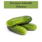 Zencefil Organik 5x300 Adet Turşuluk Salatalık Tohumu