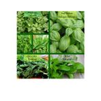 Zencefil Organik 6 Paket Tohum No11 Yeşil Fesleğen Maydanoz Nane Kuzukulağı Tohumu Dere Otu Roka Yeşillik Tohumları