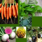Zencefil Organik 6 Paket Tohum No15 Havuç Tohumu Roka Kara Kavun Topan Patlıcan Karpuz Turp Kırkağaç Kavun Tohumu