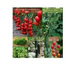 Zencefil Organik 6 Paket Tohum No17 Hibrit F1 Domates Tohumu F1 Badem Salatalık F. Maydanoz Alman Hıyarı Çeri Tohumu