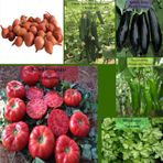 Zencefil Organik 6 Paket Tohum No18 Arpacık Soğan 1 Kg. Iska Hibrit Salatalık Patlıcan Köy Domatesi Biberi Tohumu