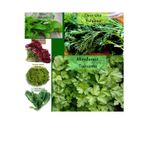 Zencefil Organik 6 Paket Tohum No2 Maydanoz Tohumu Dere Otu Tere Roka Tohumu Kırmızı Marul Kıvırcık Tohumu Yeşillik
