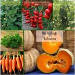Zencefil Organik 6 Paket Tohum No4 Sebze Tohumları (3 Çeşit Hibrit 3 Çeşit Normal Tohum) Salatalık Tohumu F1 ... - 1 Adet