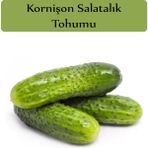 Zencefil Organik Hıyar Tohumu Kornişon 1 Paket (5GR=300+ Adet) Turşuluk Salatalık Tohumu - 5 gr