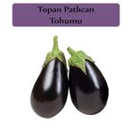 Zencefil Organik Patlıcan Tohumu 1 Paket (10Gr=2000+ Adet) Topan Patlıcan Tohumu