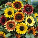 Zengarden Ayçiçek Tohumu Autumn Beauty Pastel Renkler Helianthus Annuus - 1 Adet