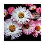 Zengarden Bellis Perennis Tohumu Atalık Yayılıcı Pompon Papatya - 1 Paket